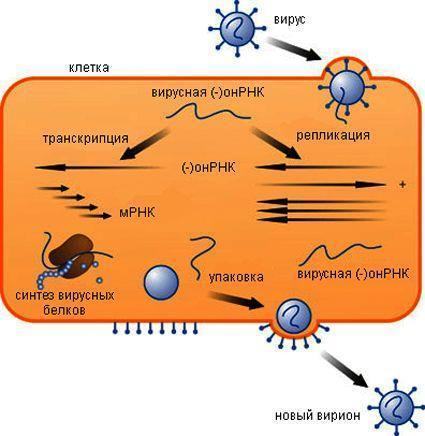 viral replication