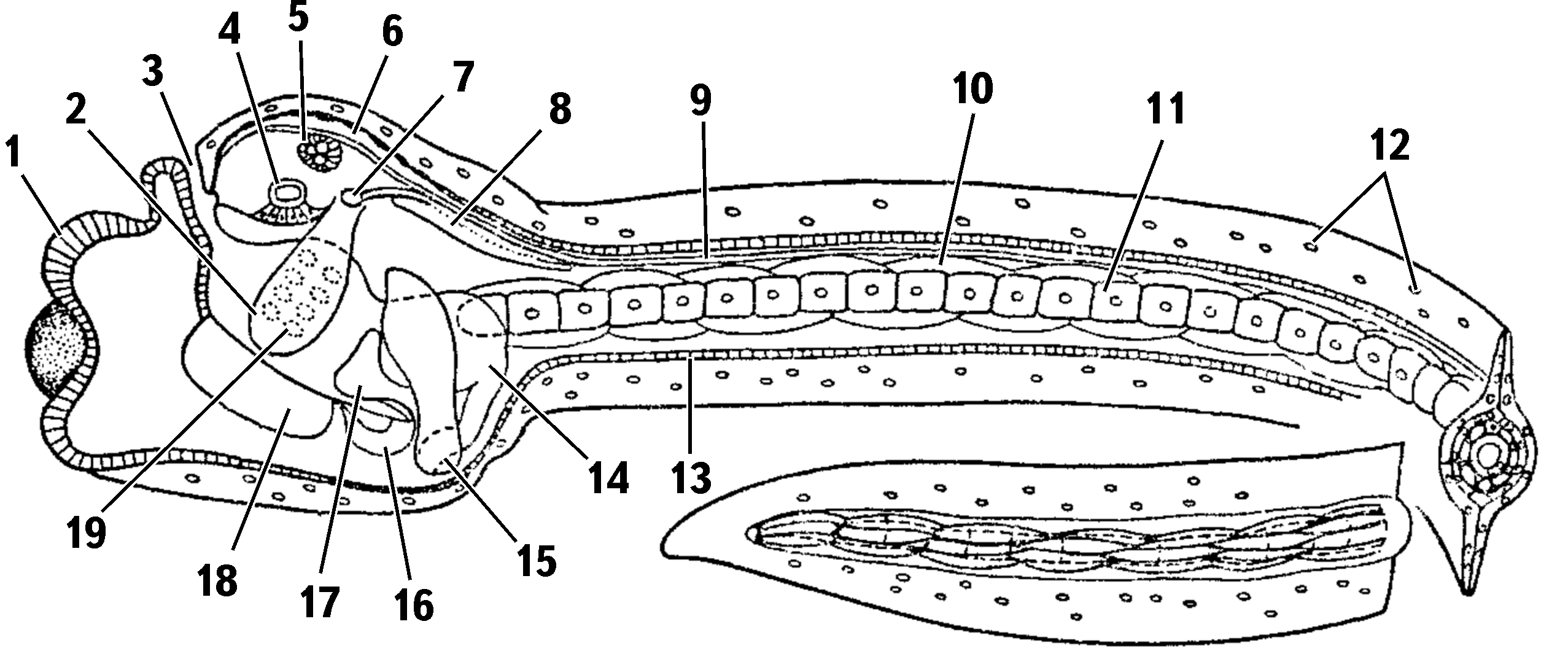 Ascid larv