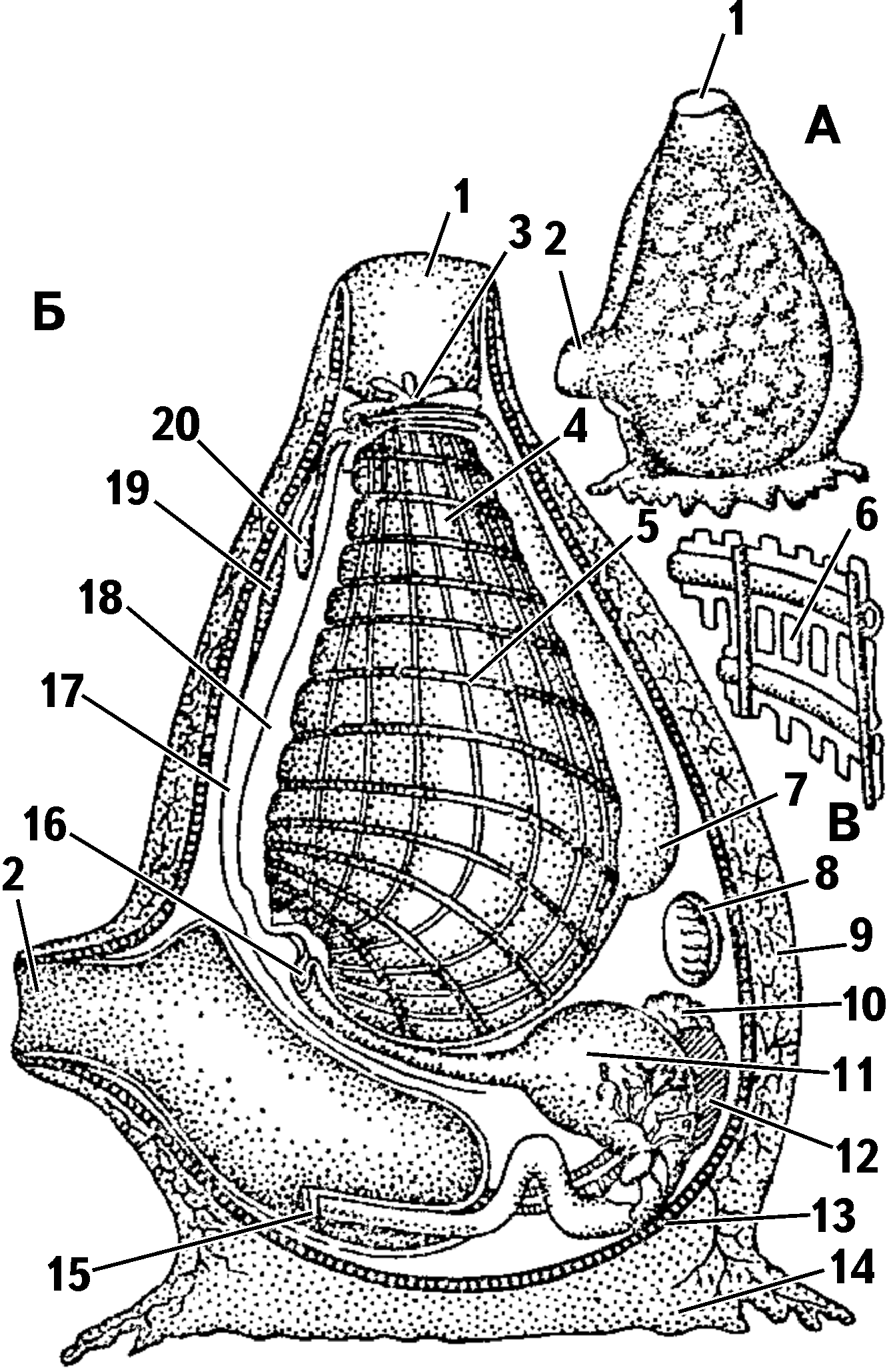 Ascidia