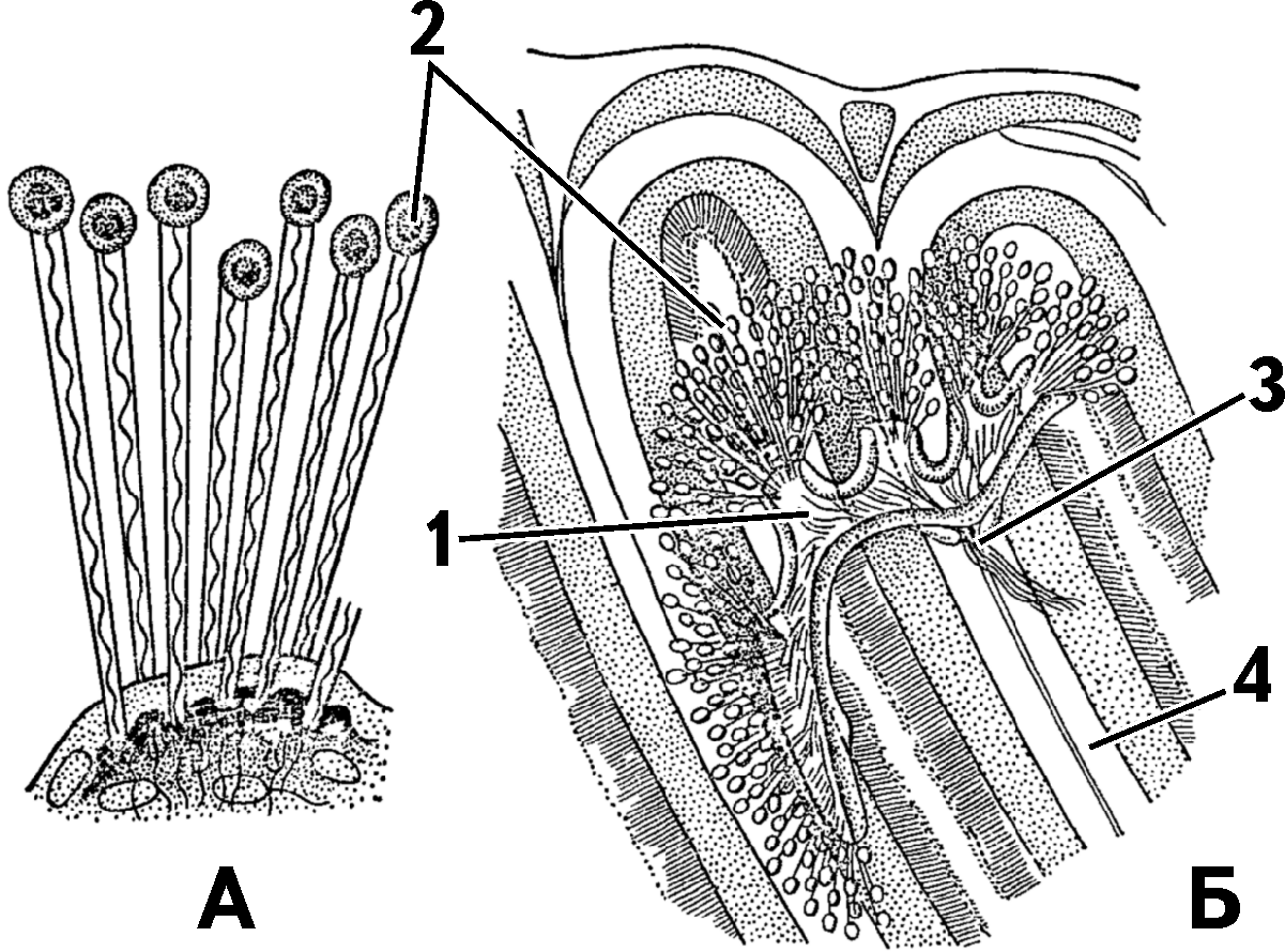 Branch nephr