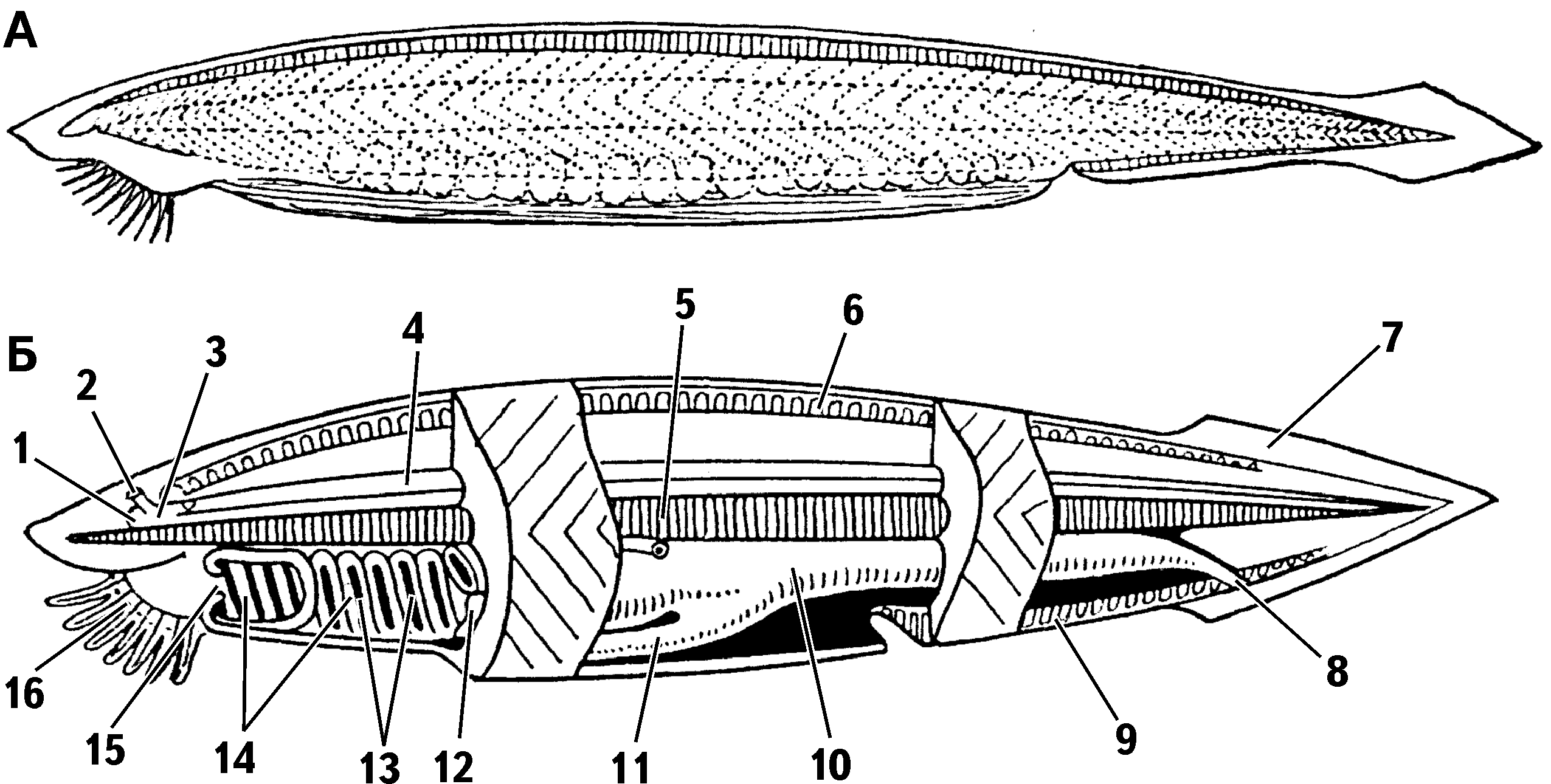 Branchiostoma