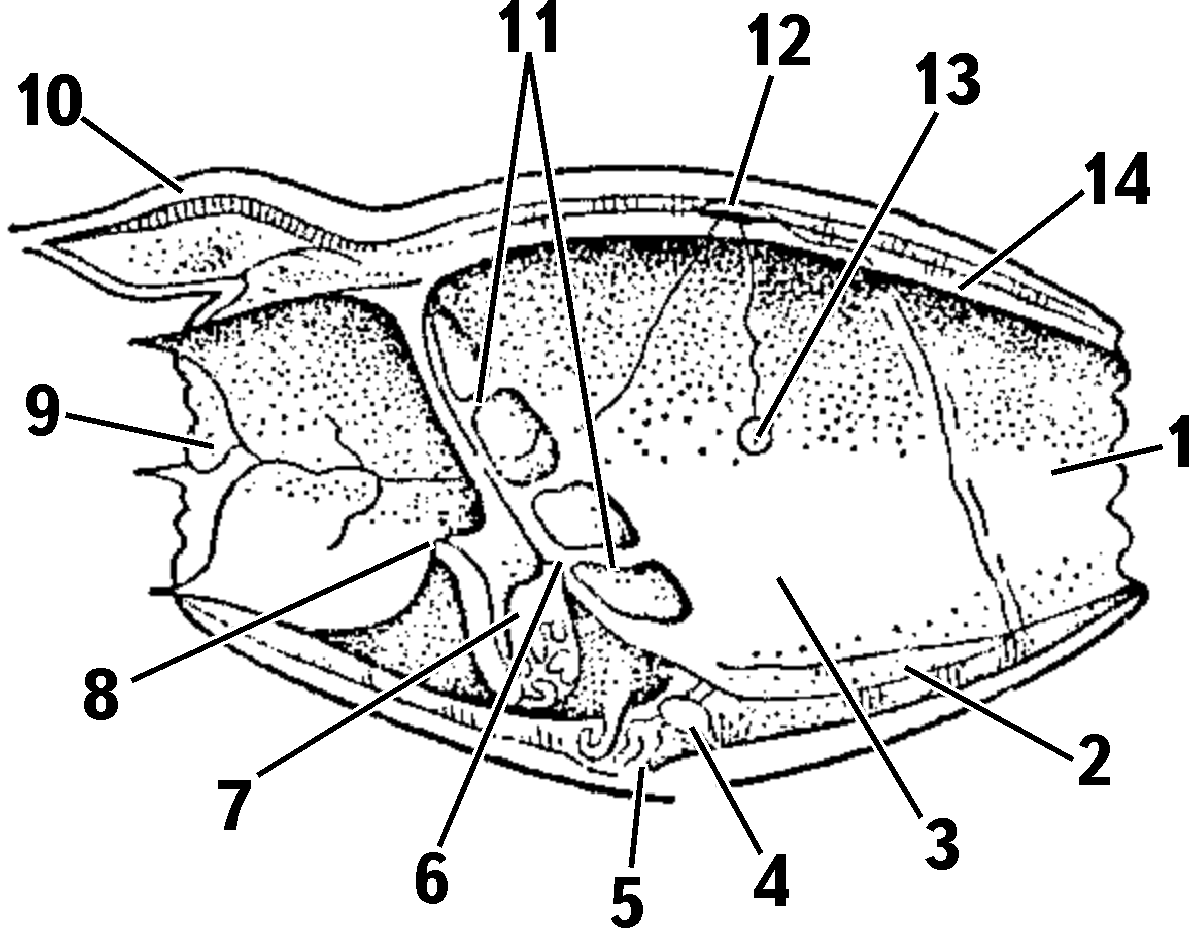 Cyclom