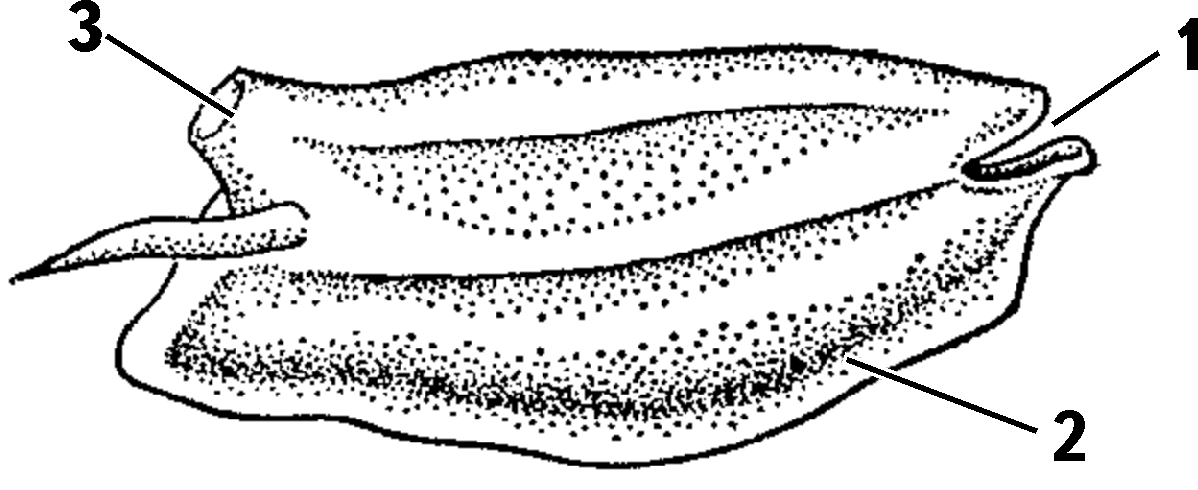Salp