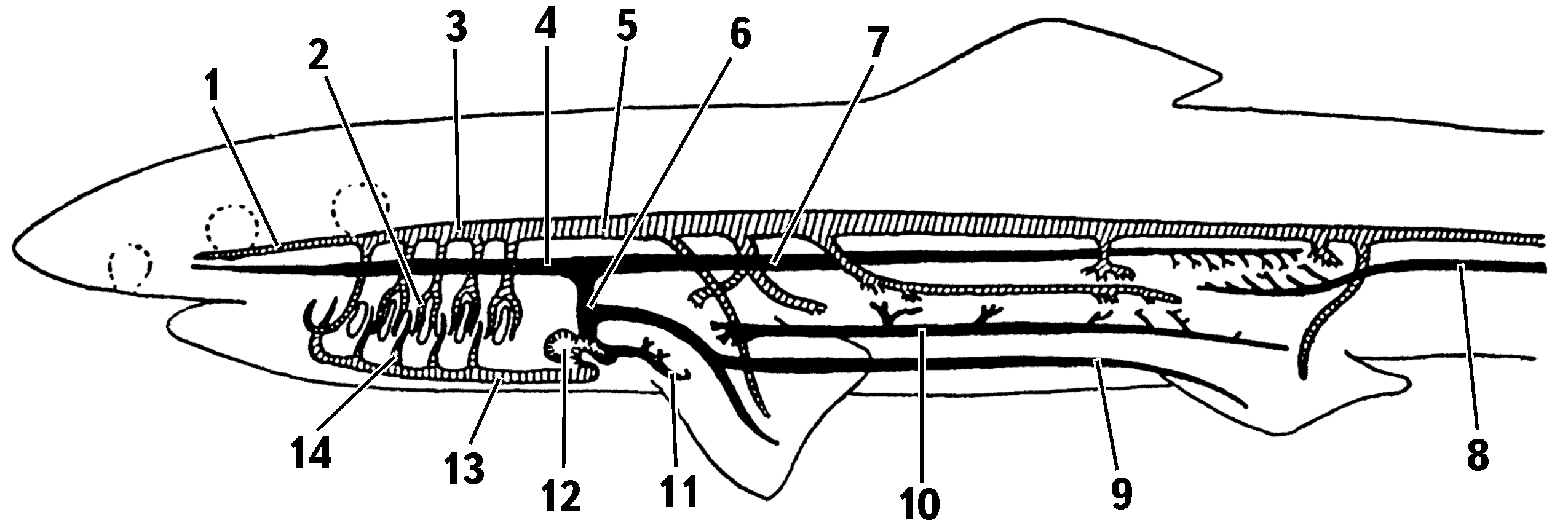 Elasm krov