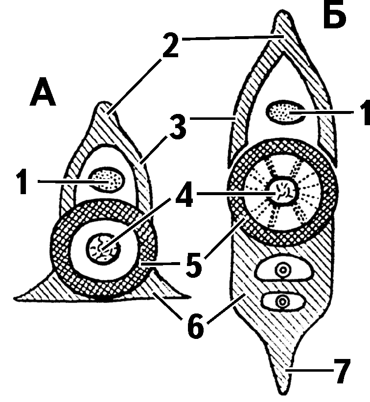 Elasm vertebr