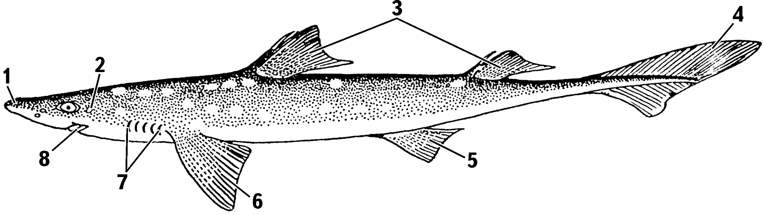 Elasmobranch