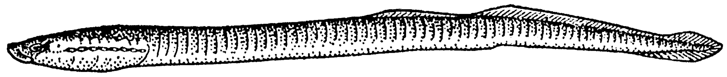 Petr larva