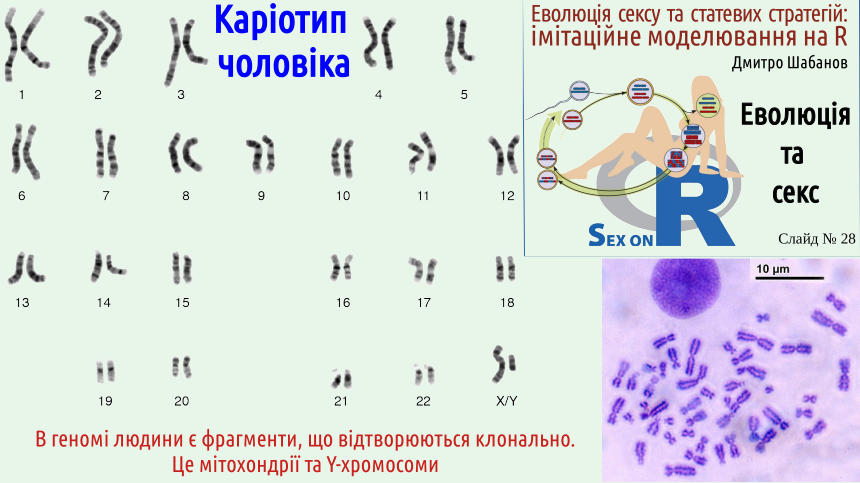 SexOnR Evolution%26Sex 28
