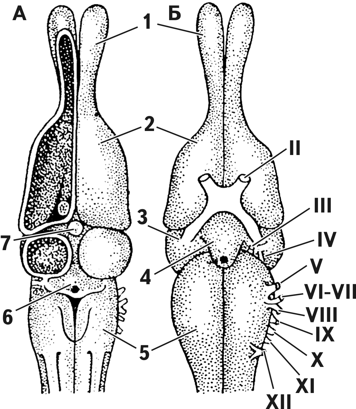 Rept cephal