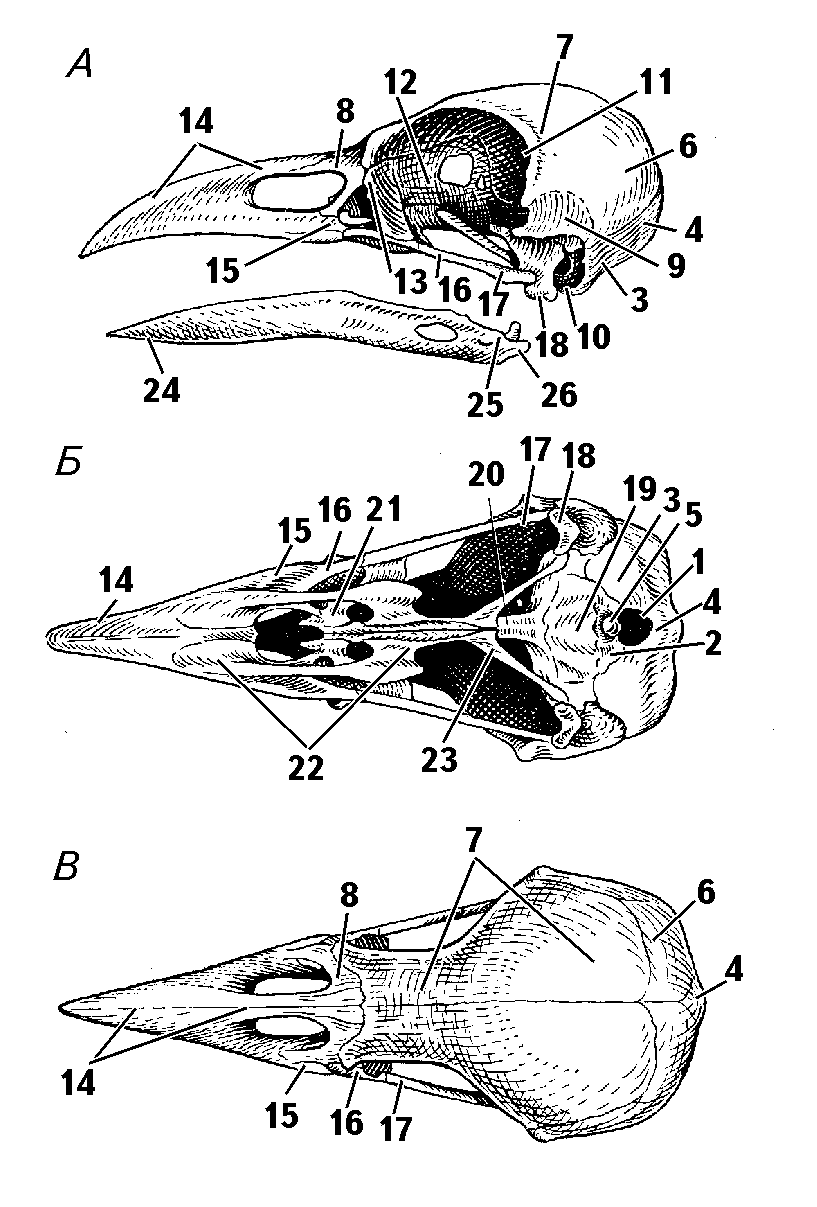 Aves cranium M