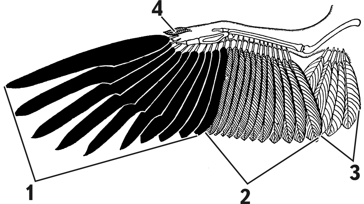 Aves feath1