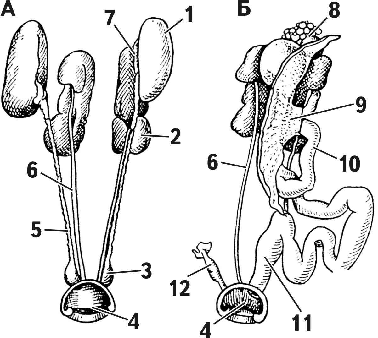 Aves reprod