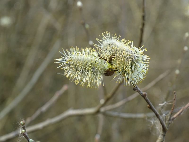 iv2020 08