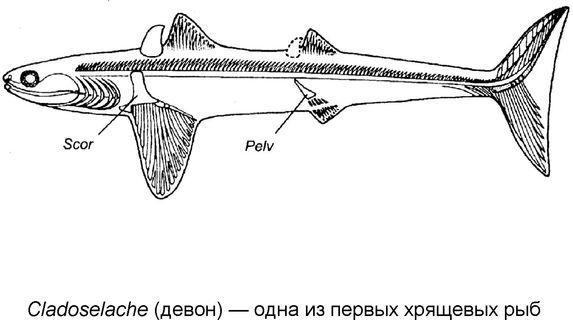 chondrichthyes