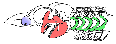 chondrichthyes prorisovka cherepa