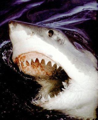 chondrichthyes