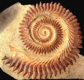 chondrichthyes