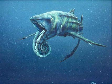 chondrichthyes