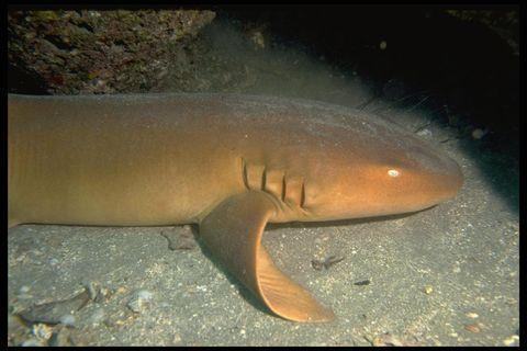 chondrichthyes