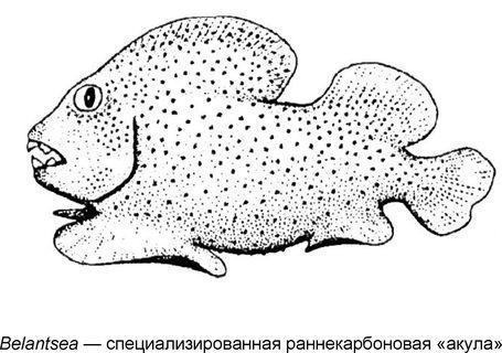 chondrichthyes