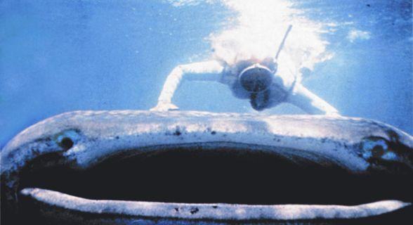 chondrichthyes