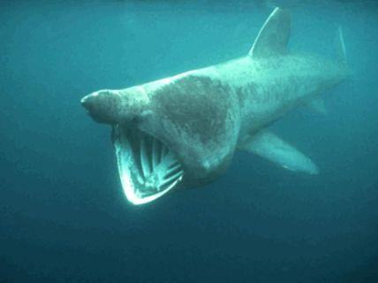 chondrichthyes