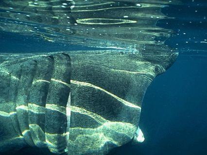 chondrichthyes