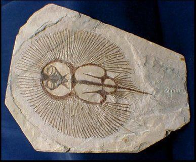 chondrichthyes