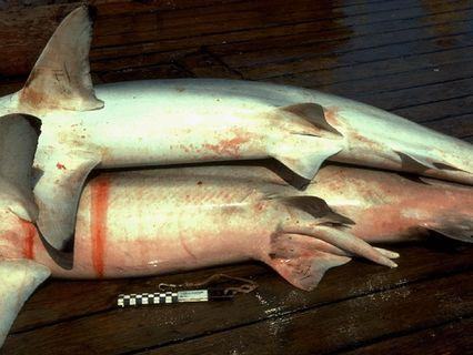 chondrichthyes