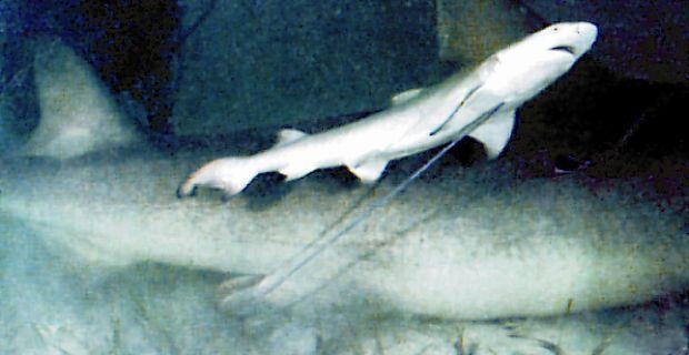 chondrichthyes
