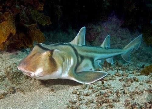 chondr diversity heterodontus portusjackson 1