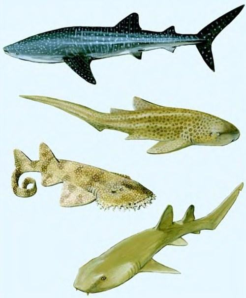 chondr diversity