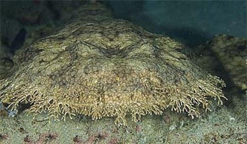 chondr diversity eucrossorhinus%20dasypogon 1
