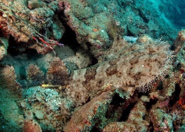 chondr diversity wobbegong eucrossorhinus dasypogon 1