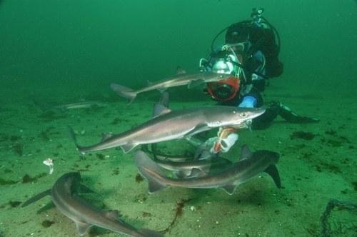 chondr diversity squalus acanthias