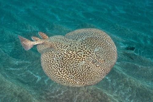 chondr diversity torpedo