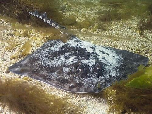 chondr diversity raja clavata