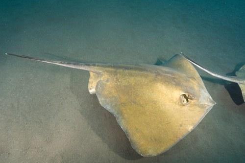 chondr diversity dasyatis pastinaca