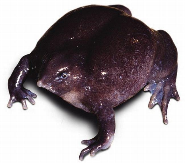 broscuta012