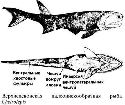 osteichthyes