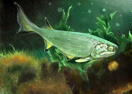 osteichthyes