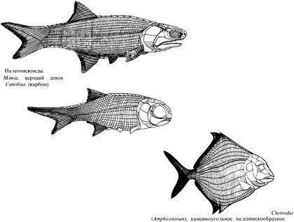 osteichthyes