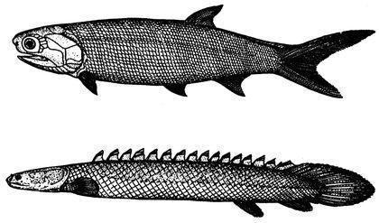 osteichthyes