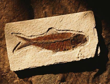osteichthyes
