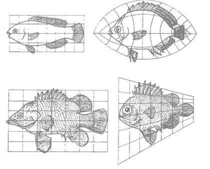 osteichthyes