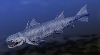 osteichthyes psarolepis