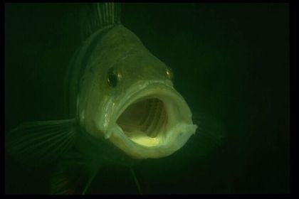 osteichthyes