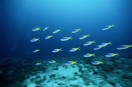 actinopterygii