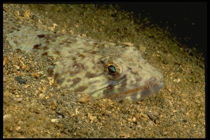 actinopterygii