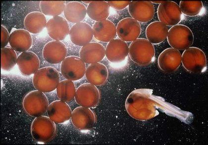 actinopterygii